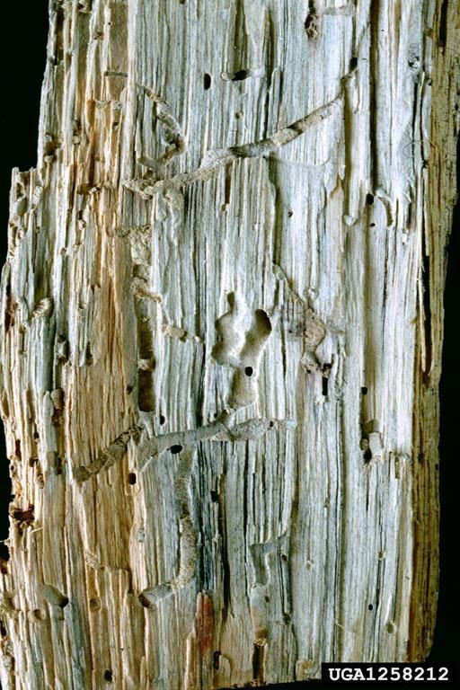 Parazita darazsak- növényvédelem eszközei Kártevő: black spruce borer Asemum striatum (Linnaeus, 1758) Lucfenyő fekete kéreg bogár Host: Scots pine (Pinus sylvestris L.