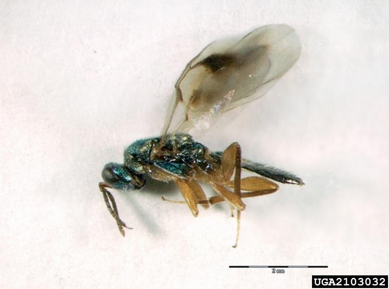 PARAZITA DARAZSAK BIOLÓGIAI KONTROL ESZKÖZEI bark beetle parasite kéregbogár parazita darázs Rhopalicus tutela (Walker) Descriptor: Adult(s) Image location: Slovenia Photographer