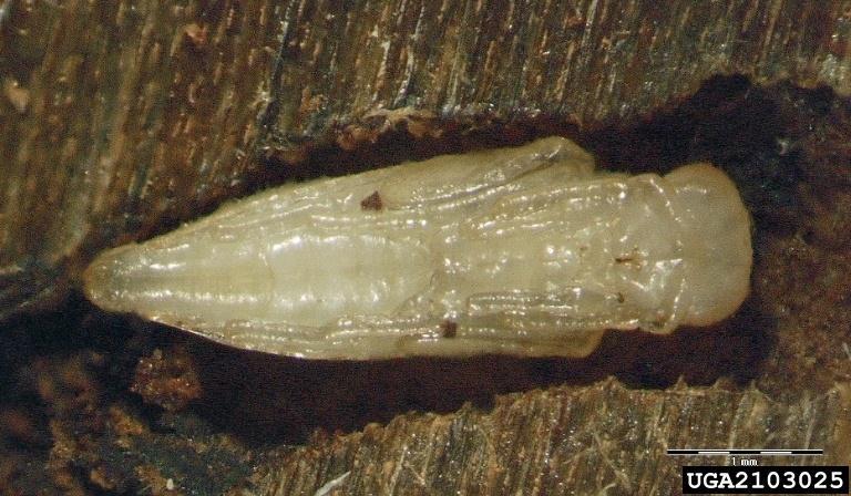 Parazita darazsak- növényvédelem eszközei bark beetle parasite kéregbogár parazita Rhopalicus tutela (Walker) Host: eight-toothed spruce bark beetle (Ips amitinus (Eichhoff, 1871)) Description: Bábok