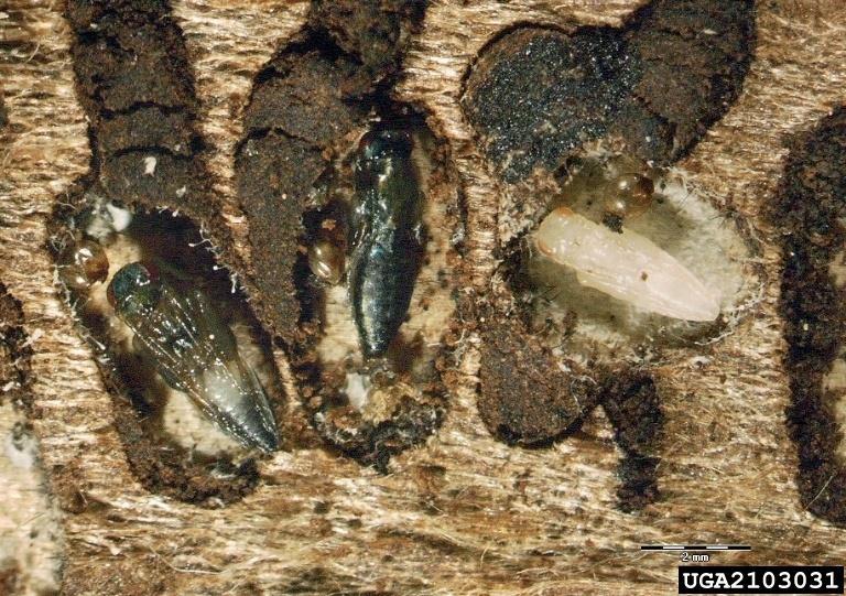 Parazita darazsak- növényvédelem eszközei bark beetle parasite Rhopalicus tutela (Walker) Kéreg-bogár parazita Host: Gazda: eight-toothed spruce bark beetle (Ips amitinus (Eichhoff, 1871)) Leírás: