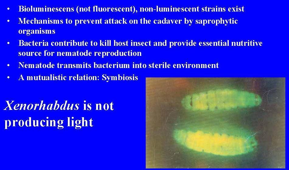 Az EPB szimbiontákról: On EPB synbionts Xenorhabdus, Photorhabdus fajok jellemzői A legtöbb Photorhabdus törzs fényt bocsájt ki (biolumineszcencia).