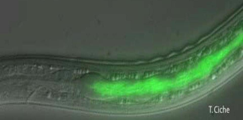 Photorhabdus cells in the gut of Heterorhabditis IJ A Photorhabdus a középbél adott szakaszát, a Xenorhabdus nematophila a szervvé specializálódott bélszakaszt (bursa