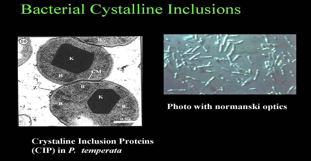 Intracelluláris (CIP) fehérjék A primer Photorhabdus egyik sajátsága az