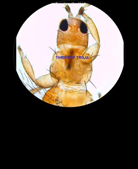 THRIPS OF TROY Heterorhabditis woodenhorsii The insect is the Castle of Troy standing on 6 legs. The EPB cells are the Greek soldiers hidden within wooden horse, EPN. The Trojan Horse is the EPN.