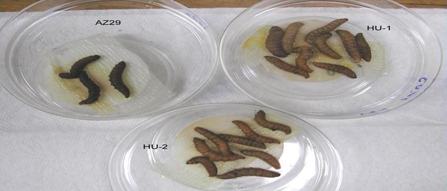 Heterorhabditis törzsekkel fertőzött viaszmoly (Galleria mellonella) hernyók Galleria mellonella caterpillars infested with different H.