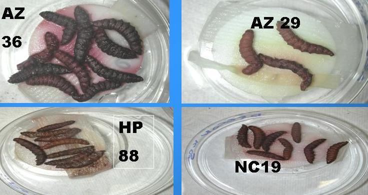 bacteriophora) földrajzi izolátumai más esetekben különböző Photorhabdus faj vagy alfaj törzseivel létesítenek szimbiotikus kapcsolatot(pl. AZ36, HP88: P. l. ssp.