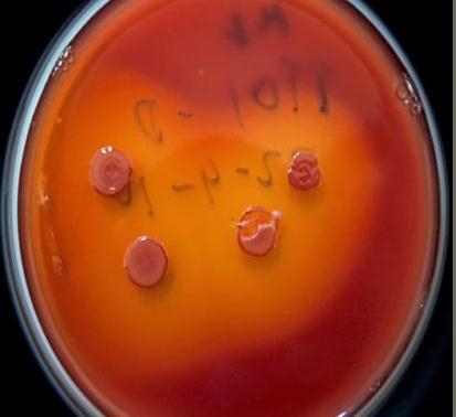 H. bacteriophora törzsek szimbiontái Bacterial