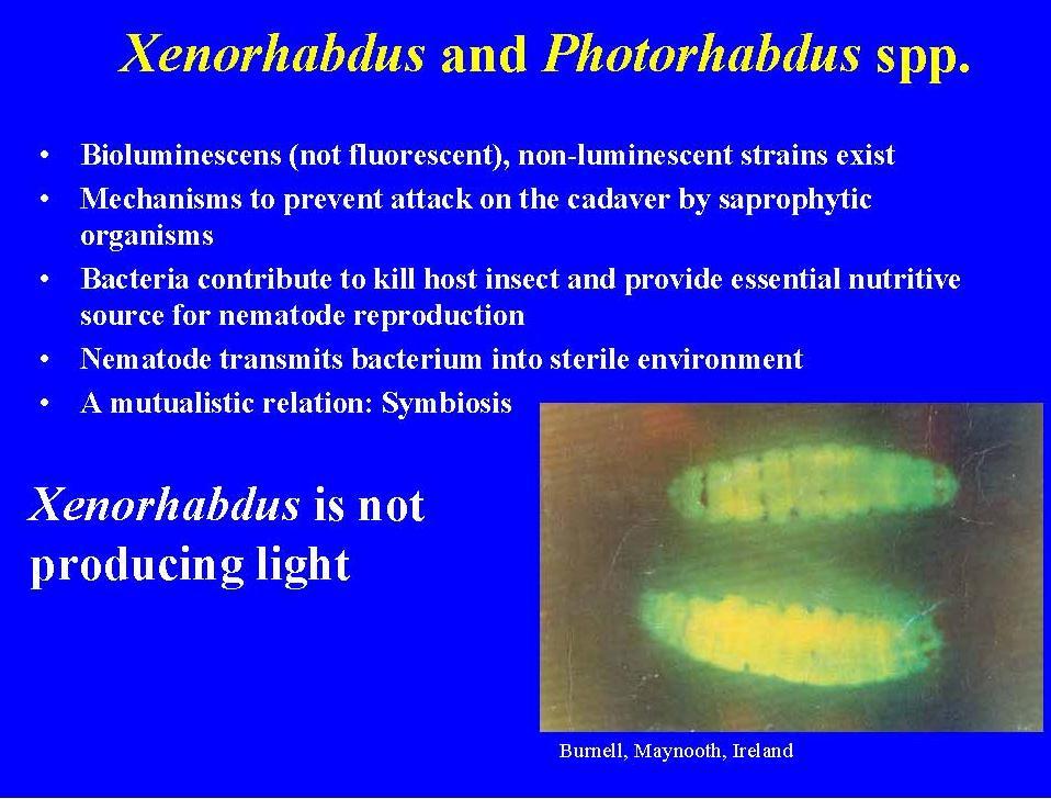 Az EPB szimbiontákról: About EPB symbionts A legtöbb Photorhabdus törzs fényt bocsájt ki (biolumineszcencia).