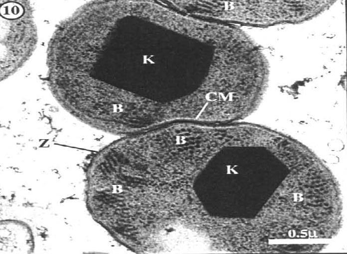 Primer specifikus fenotípus Bacterial Crystalline Inclusions A CIP proteinkristály két fehérjéket két gén kódolja.