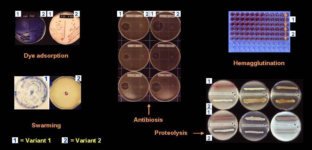 Xenorhabdus/Photorhabdus Hasonlóságok és különbségek.