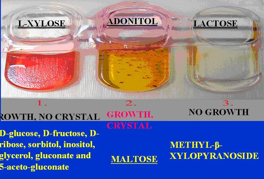 A feltárni kívánt anyagcsere ösvény Genetikai analízissel iodinin monomer bioszintézisét szeretnénk feltárni. Annyit tudunk, hogy a szénforrás meghatározó.