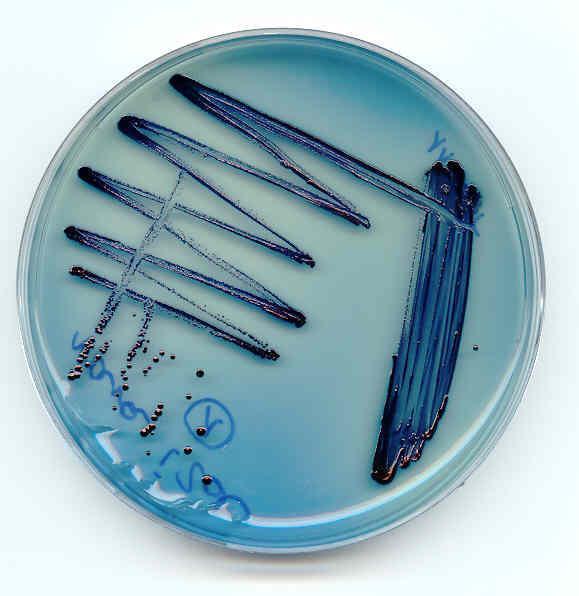 exocrystal production X. szentirmaii iodinin termelő mutáns X.