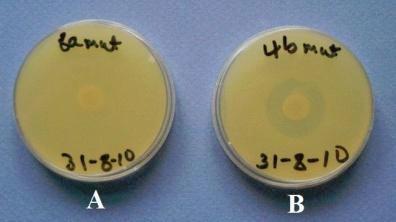 A vizsgált funkciók és fenotípusok (3) Transzpozon indukált EPB mutánsok Transposon induced EPB mutants X. budapestensis Antibiotic (-) mutant X.