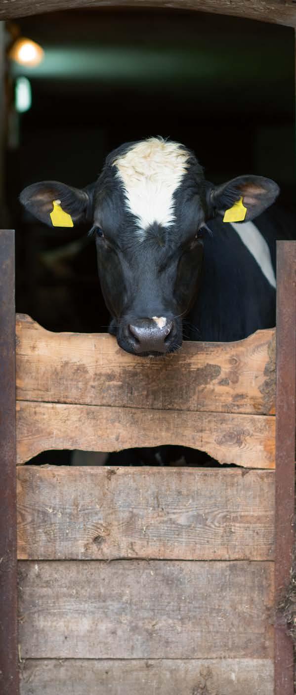Méretek: S-XL 76-től Napszemüveg UVEX Ergonómikus nap és védőszemüveg.