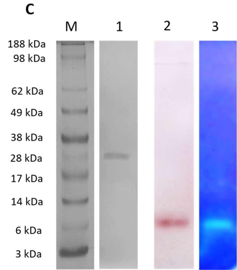 13. ábra. A R. miehei NRRL 5282 (A), Rh. oryzae NRRL 1526 (B), Rh. stolonifer SZMC 13609 (C), M. corticolus SZMC 12031 (D) és Mo. echinosphaera CBS 575.