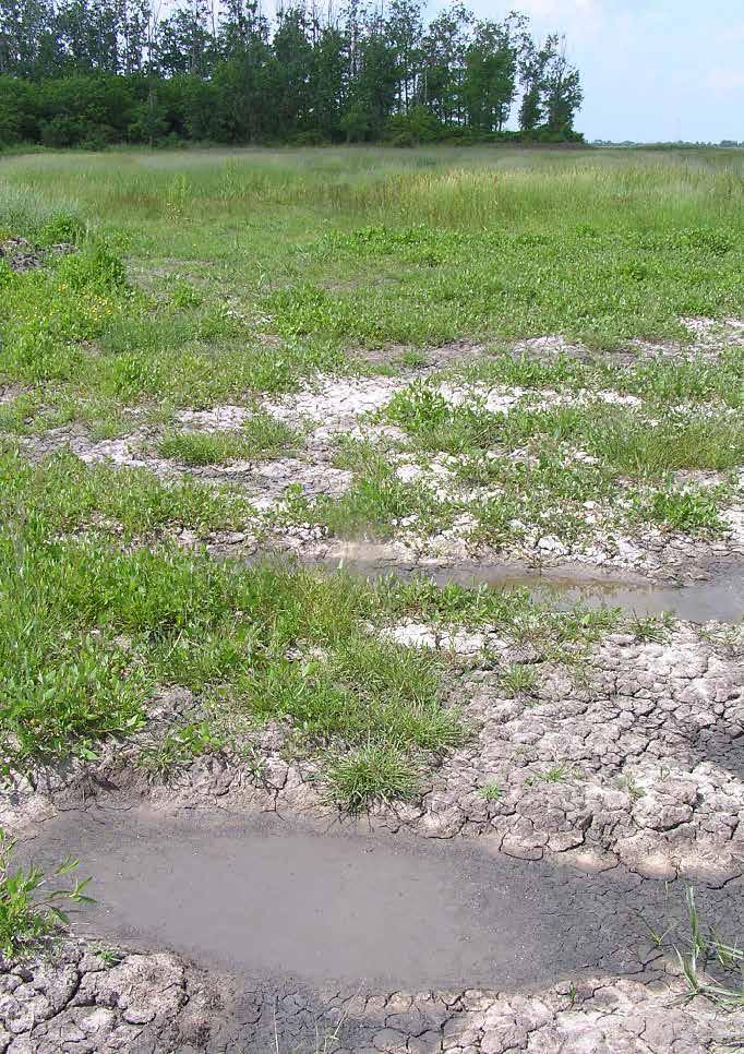 Tudta, hogy... A vöröshasú unka jellegzetes vöröses színezetű hasa a ragadozók elleni védelemként szolgál. Tudta, hogy a gyík téli álmot alszik?