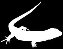 A legkülönlegesebbek közé tartozik a vöröshasú unka (Bombina bombina) és a dunai gőte (Triturus dobrogicus). Szlovákia a dunai gőte elterjedési területének északnyugati határát jelenti.