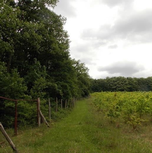 területén. A mintavételi kvadrátok koordinátái: 46 13 14,50 N; 17 48 18.