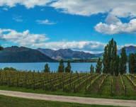SHIRAZ 2013 alk.