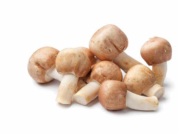 nek, ásványi anyagok: magnézium, cink, mangán, germánium, C-, E- és B 1 -, B 2 -, B 6 -, B 12 -vitamin van benne.