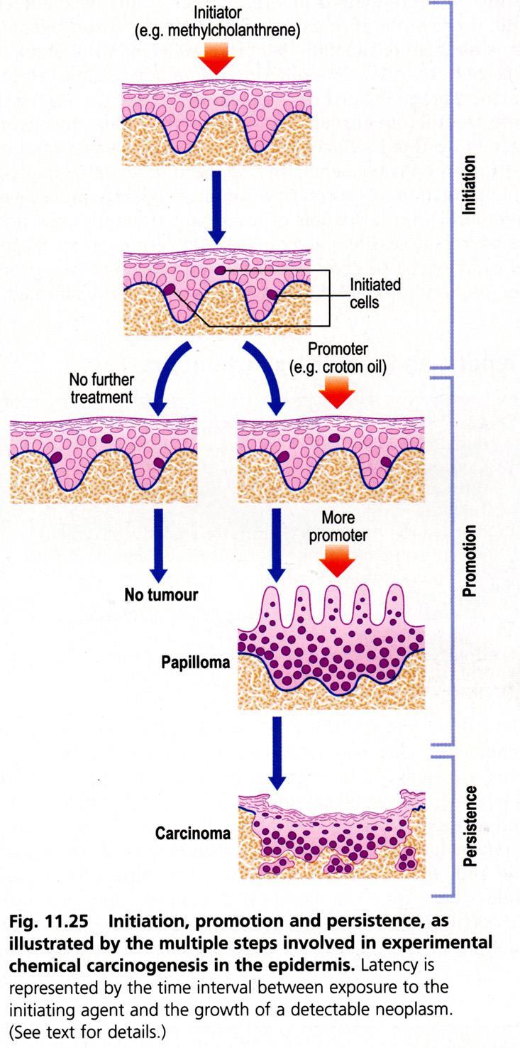 Yamagiwa and Ishikawa (1915): Tar applied in soluble form to rabbits ears produced skin tumors.