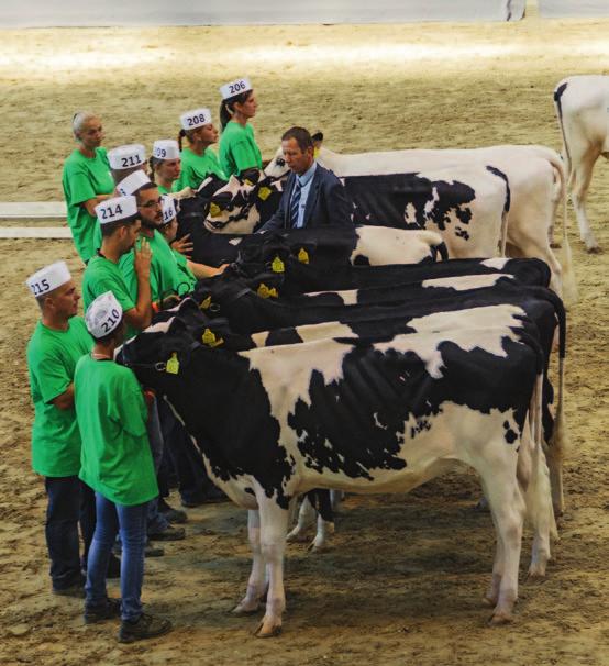 KIÁLLÍTÁS u III. kategória (vemhes üsző) IV. kategória (tehén) V. kategória (tehén) VI. kategória (tehén) Reserve Champion II. kategória (szűz üsző) V. kategória (2. laktációs tehén) VI. kategória (3.
