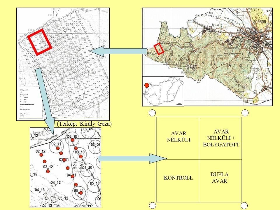 2. ábra. A blokkok kijelölése a területen, a blokk felosztása kvadrátokra.(jobb felső kép ábrázolja az erdőrezervátum elhelyezkedését a Soproni-hegységben.