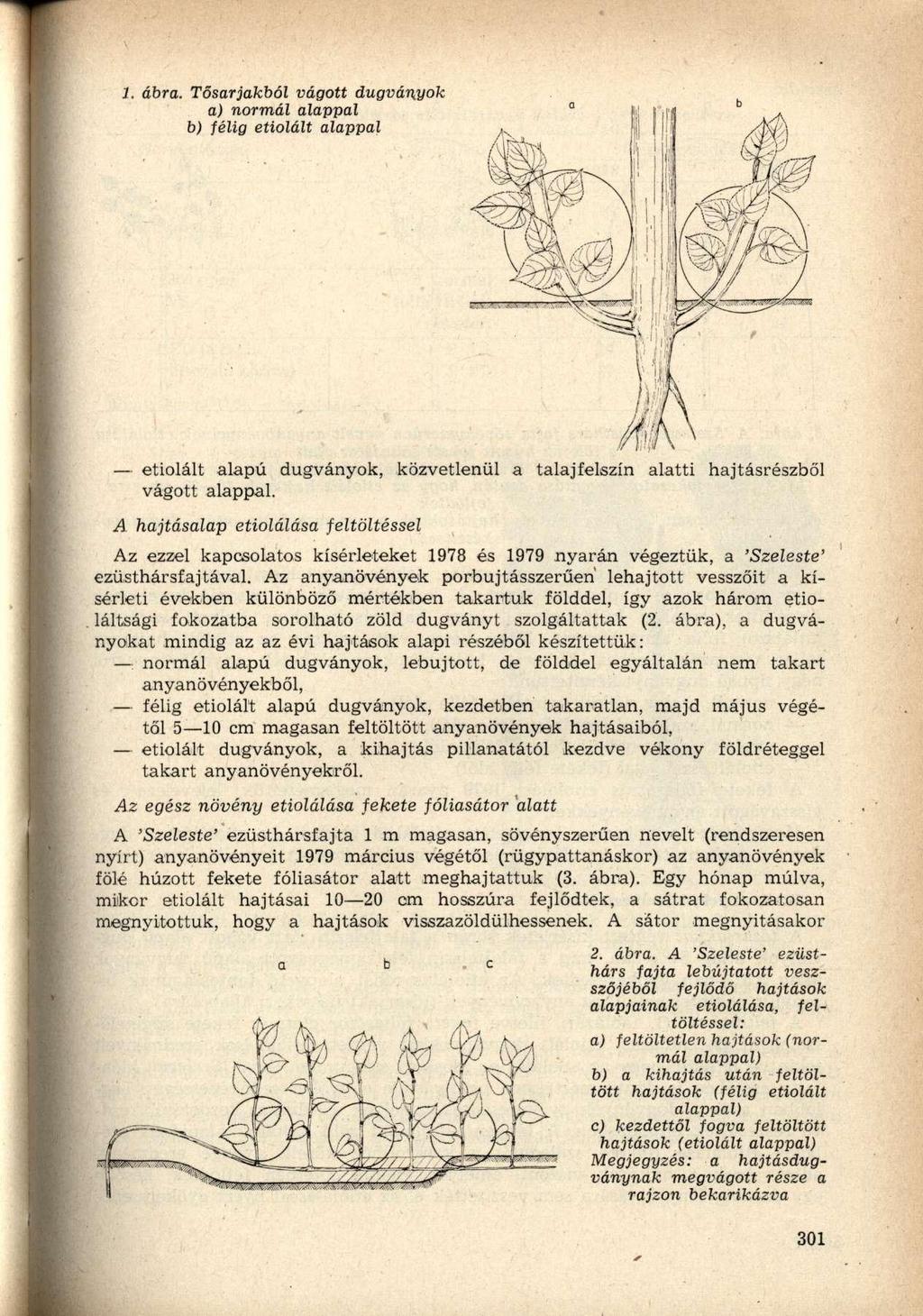 1. ábra. Tősarjakból vágott dugványok a) normál alappal b) félig etiolált alappal a b etiolált alapú dugványok, közvetlenül a talajfelszín alatti hajtásrészből vágott alappal.