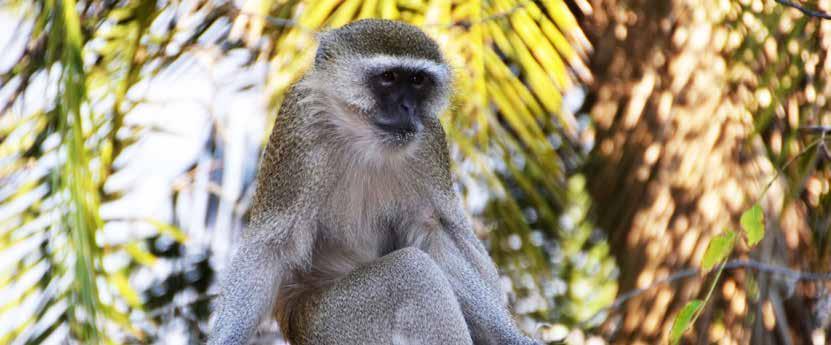 SZAFARI KÖRUTAZÁS ZIMBABWE ÉS BOTSWANA KÖRUTAZÁS VIKTÓRIA-VÍZESÉS-CHOBE NEMZETI PARK- OKAVANGO-DELTA 1. nap Elutazás menetrend szerinti repülőjáratokkal, átszállásokkal Victoria Falls városába.