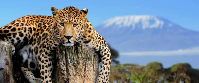 SZAFARI KÖRUTAZÁS TANZÁNIA, ZANZIBÁR LAKE MANYARA NEMZETI PARK, SERENGETI NEMZETI PARK, NGORONGORO KRÁTER 1.