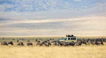 evőeszközökkel) szolgálnak fel a szabadban, ami még emlékezetesebbé teszi a kirándulást. 5. nap Elutazás a Ngorongoro kráterhez, útközben piknik ebéddel.