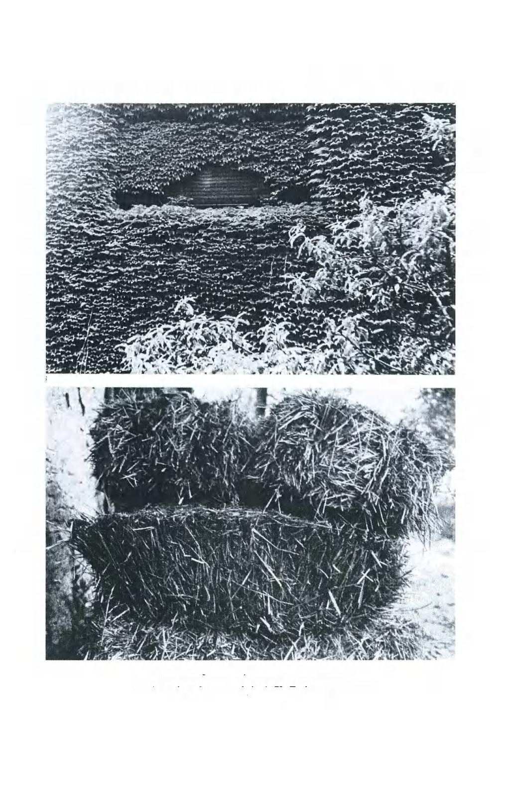 11. Szenes Zsuzsa: Lágy homlokzat, 1980. dia 12.