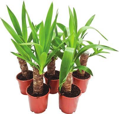 Yucca*