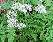 pseudodalmatica) francia perje (Arrhenatherum