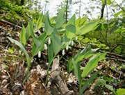 (Cleistogenes serotina) százszorszép (Bellis