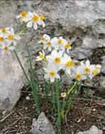 Alacsony növésű szegélyvirágok porcsinrózsa (Portulaca