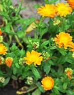 őszirózsa fajok (Aster sp.