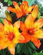 (Consolida ajacis), fehér liliom (Lilium candidum), tornyos