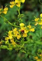 officinalis) 5.