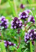angustifolia) kerti ruta (Ruta