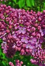 officinalis) kakukkfű fajok
