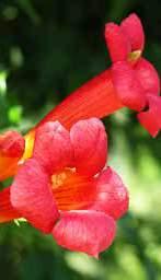 folyondár (Campsis radicans)