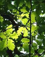 eperfa (Morus alba) vadgesztenye (Aesculus