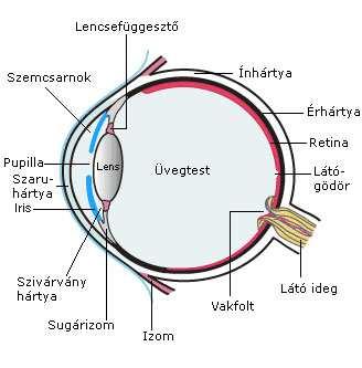 2.26. ábra: Az emberi szem felépítése 3 2.27. ábra: A retina szerkezete 4 A szem fényérzékelőit tartalmazó réteg az ideghártya, idegen kifejezéssel a retina.