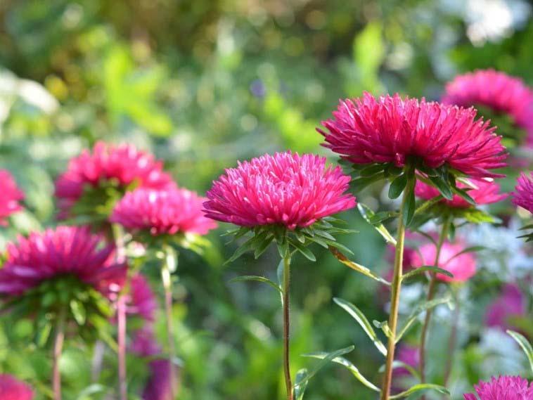 Építészeti útmutató 17 Cserjefélék közül javasolhatók a csigolyafűz (Salix purpurea) kompakt méretű Gracilis és Nana fajtái, illetve a nyirkos talajokat kedvelő, igénytelen,