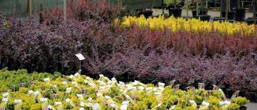 Our plant nursery has been funcioning more