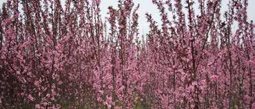 trees, shrubs and evergreen plants has