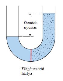 2.1.2. Ábra: Az ozmózisnyomás szemléltetése A fordított ozmózis esetében azonban, a folyamat hajtóerejével, az ozmotikus nyomáskülönbséggel elérhető legmagasabb koncentráció 25 30 tömeg %, ami