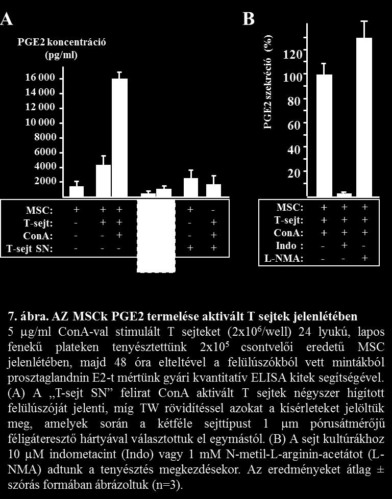 limfociták helyett csak a mitogén-stimulált T-sejtek korábban gyűjtött felülúszóját (kondicionált médiumát) adtuk az MSC