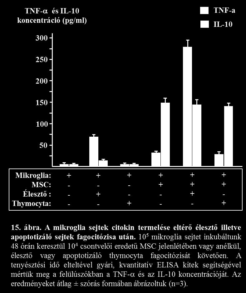 Ha a mikroglia sejteket MSC-k jelenlétében fagocitáltattuk, akkor élesztő bekebelezésének hatására továbbra is